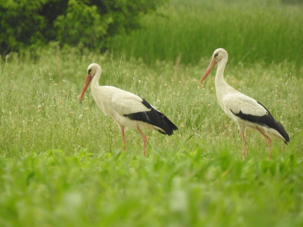 Cigognes Kirghizstan