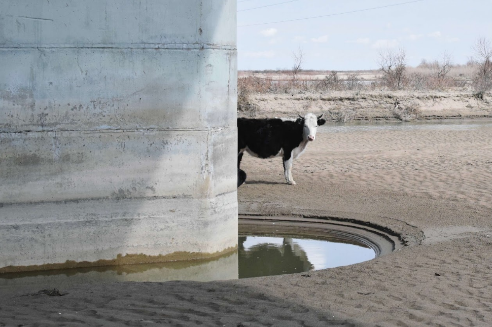 Kazakhstan Qapshigai Balkhach vache pont