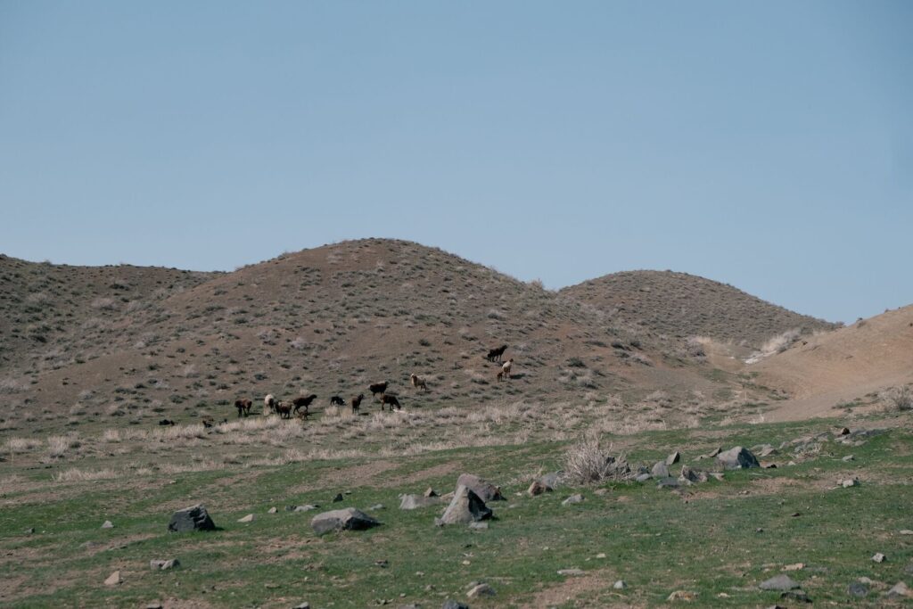 Kazakhstan Pétroglyphes