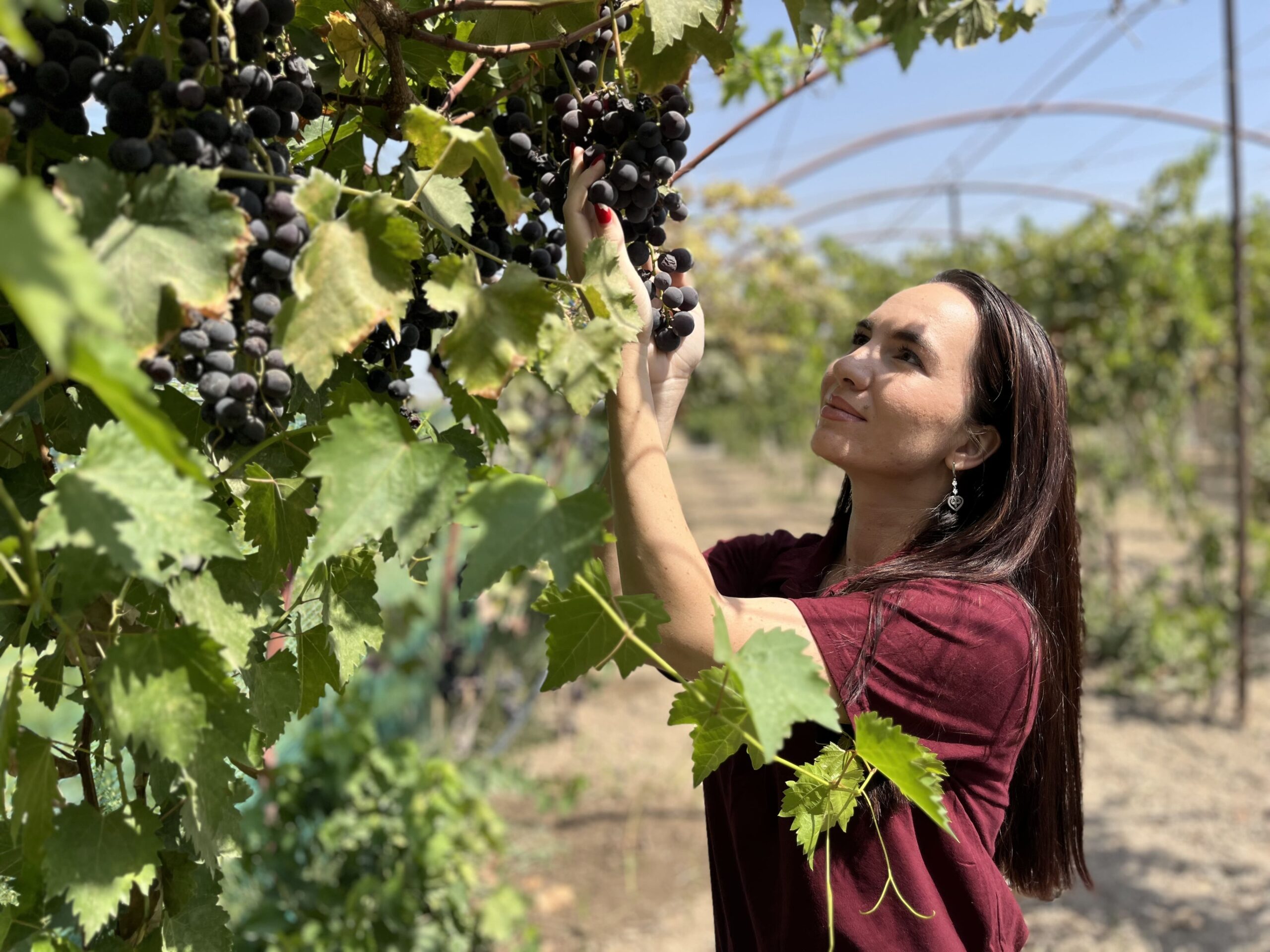 Kamila Akhunova dans le vignoble de la propriété familiale, située à quelques kilomètres de Tachkent (Ouzbékistan). © Louise Simondet