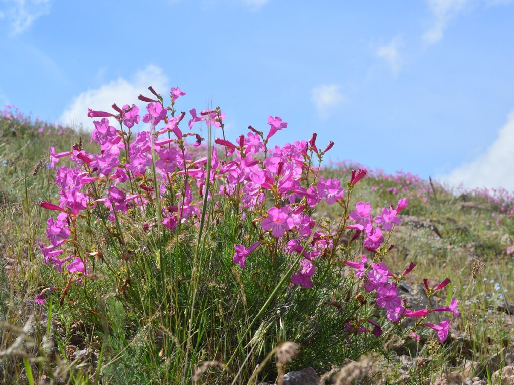 Fleur du désert Kazakhstan