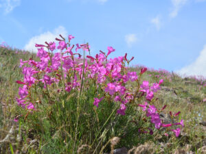 Fleur du désert Kazakhstan