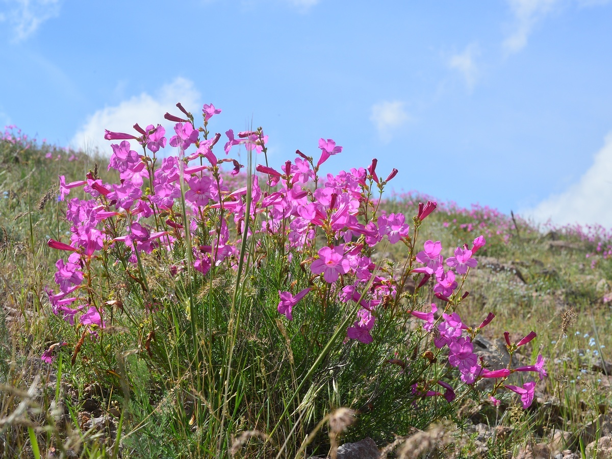 Fleur du désert Kazakhstan