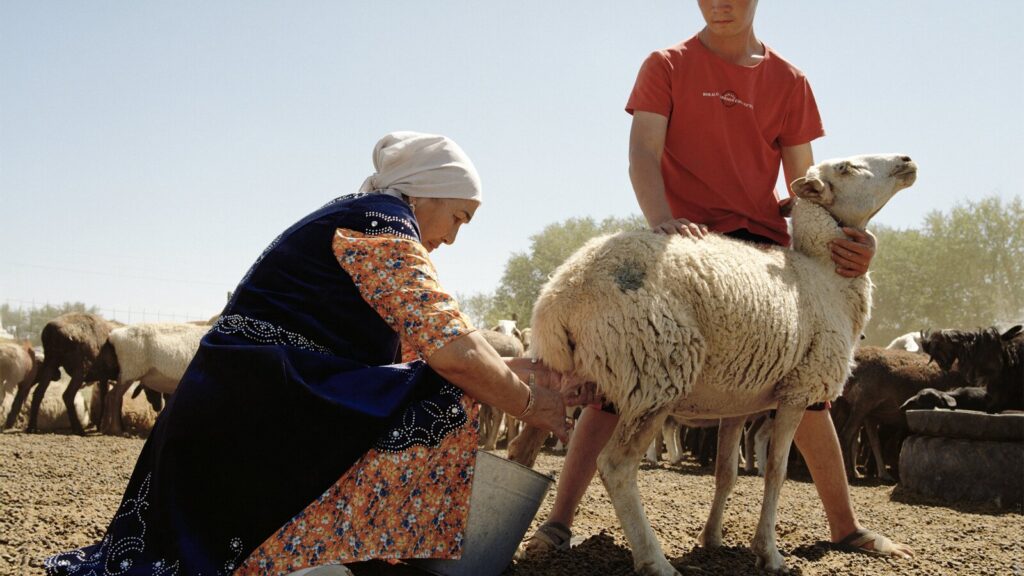 Kazakhstan traite brebis