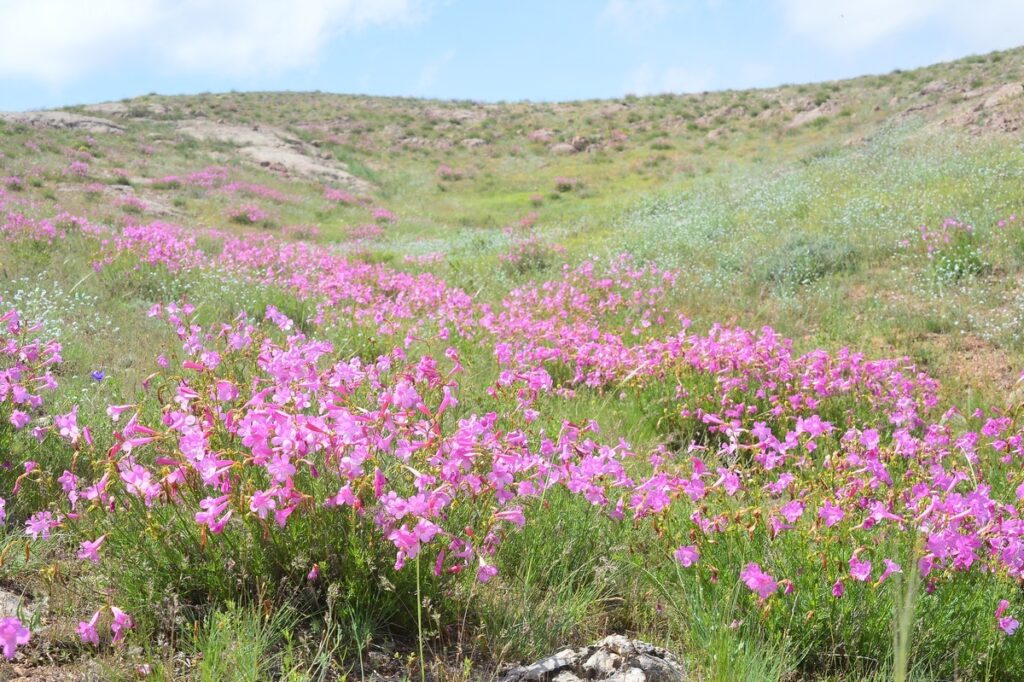 Champ fleurs Kazakhstan
