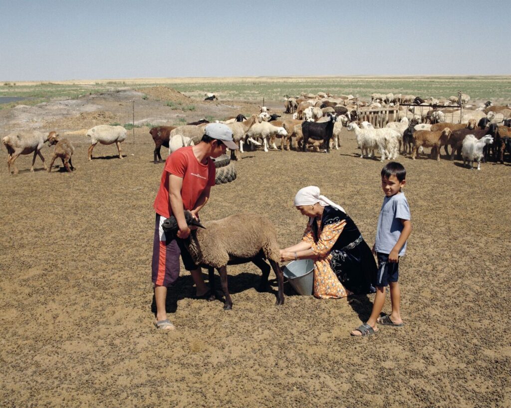 Traite brebis Kazakhstan