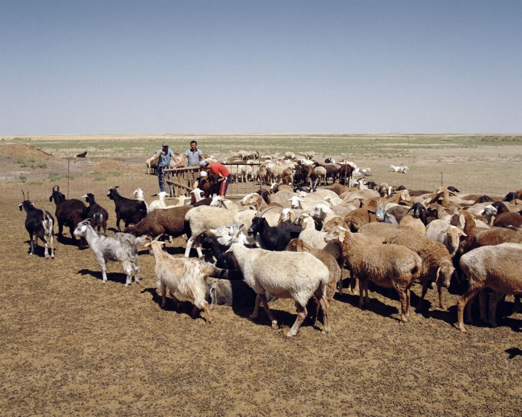 troupeau brebis Kazakhstan
