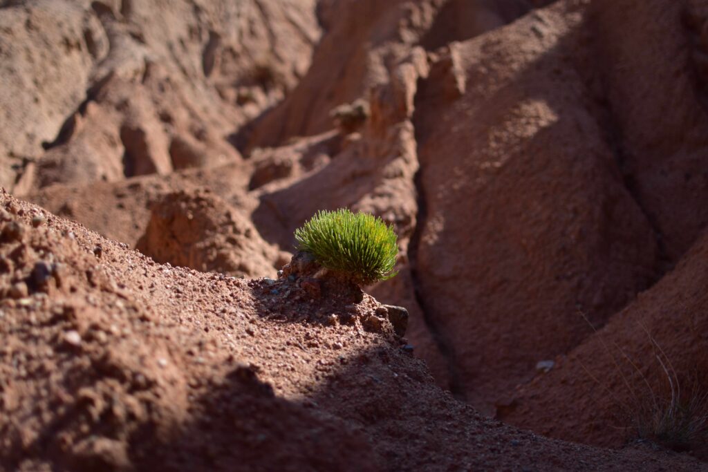 plante dans le canyon de Skazka