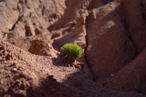plante dans le canyon de Skazka