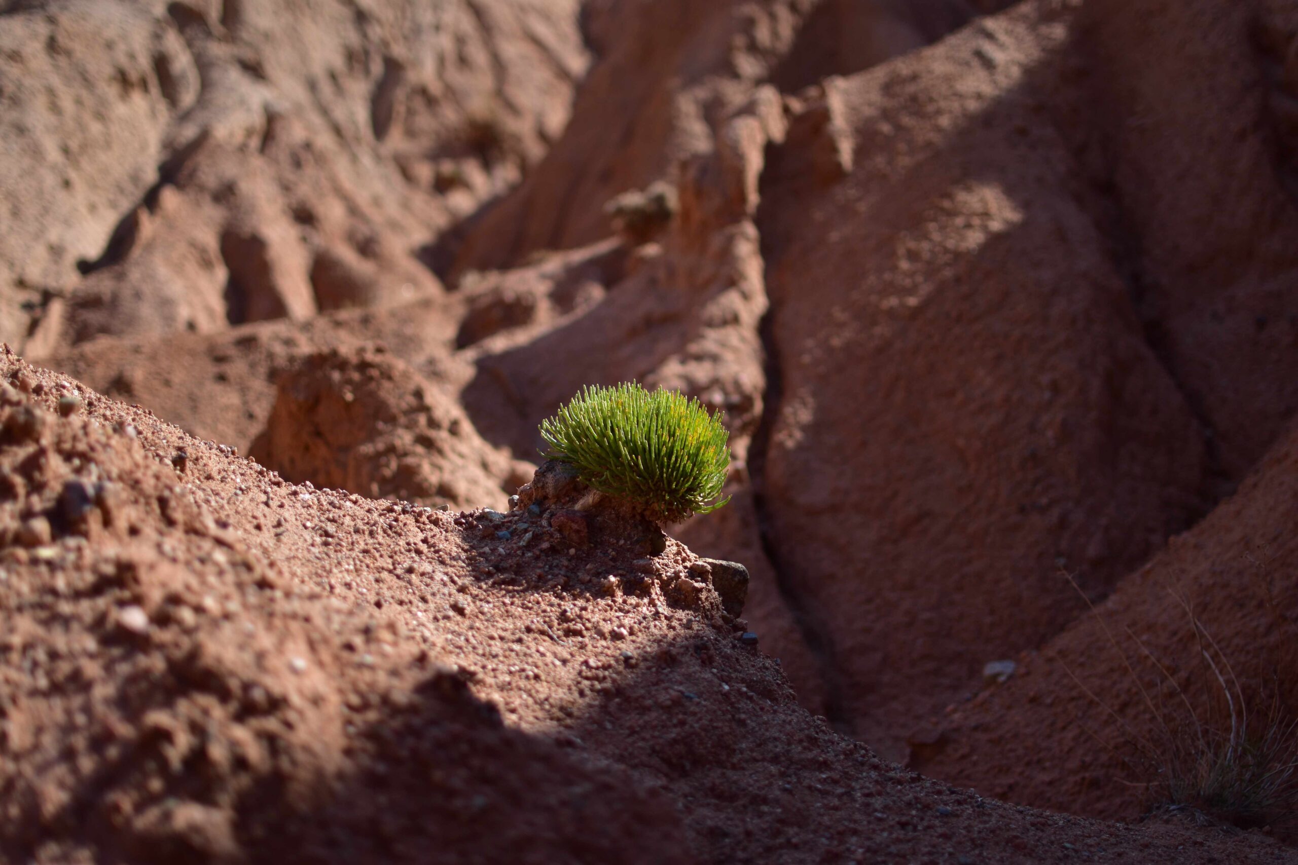 plante dans le canyon de Skazka