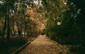 allées automne