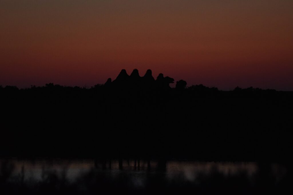 chameaux ombres horizon