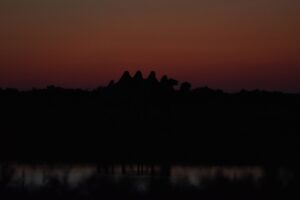 chameaux ombres horizon