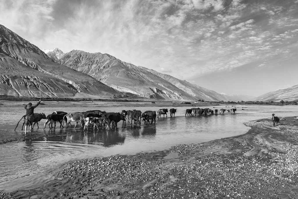 Pamir Yamg