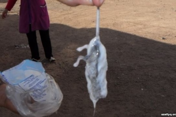 Une souris morte dans un paquet de kefir à Balkhach. Crédit : azattyq.org