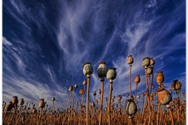 Drogue, afghanistan, asie centrale