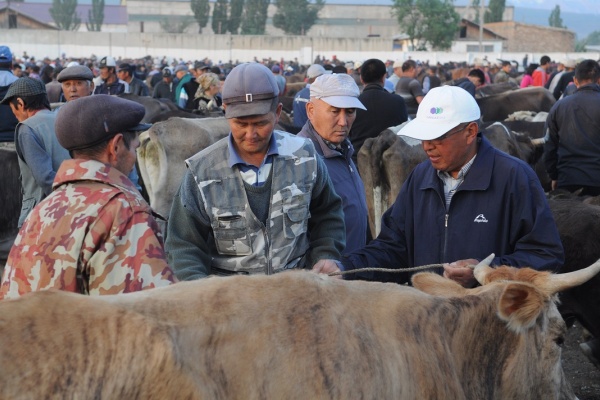 bazar, marché à bestiaux, Karakol, KIrghizstan