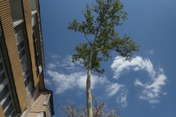 arbres Tachkent Ouzbekistan pétitions