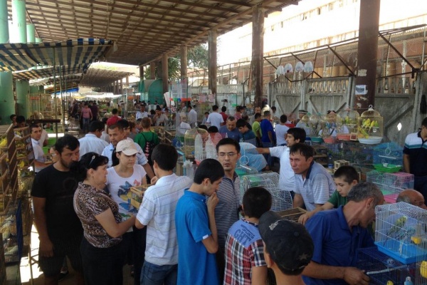 Marché aux oiseaux Yangiobod